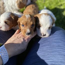 Cavapoo, Goldendoodle, and Poodle Puppies from Desert Valley Doodles