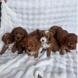 Goldendoodle puppies from Lady's Liberty Litter