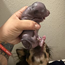 Chente - Slate male Xoloitzcuintli puppy in Victorville, California from Elegancia Vintage Xoloitzcuintle