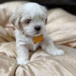Yellow Collar - White female Lhasa Apso puppy in Discovery Bay, California from Golden State Lhasa Apsos