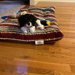 Cavalier King Charles Spaniel Puppies from Cassie’s Cavaliers