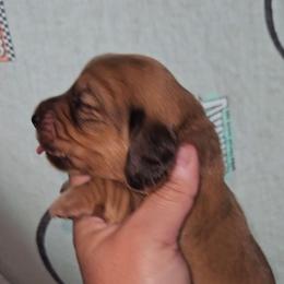G1 - Cream female Dachshund puppy in Lansing, Michigan from Black Thunder 517 Dachshunds and frenchies