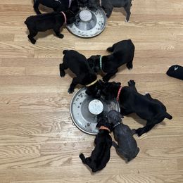 Cane Corso Puppies from Better Than You Cane Corso’s