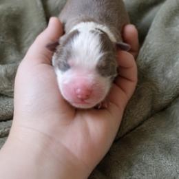 Boy 5 - male Australian Shepherd puppy in Brooker, Florida from The Great Bambino SunState Aussies!