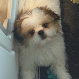 Bennett - Gold and white male Shih Tzu puppy in Coolidge, Arizona from 🌗 New Moon Shih Tzu 🌗