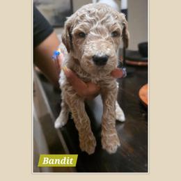 Bandit - Cream male Goldendoodle puppy in Richmond, Virginia from Highland Grove Doodles, LLC