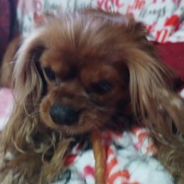 Lady - Cavalier King Charles Spaniel