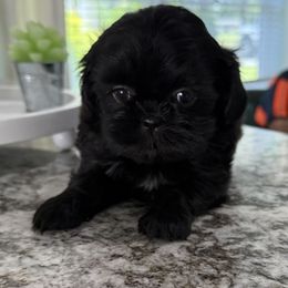 Haley - Black female Shih Tzu puppy in Fredericksburg, Virginia from Pumpkin Patch Pups