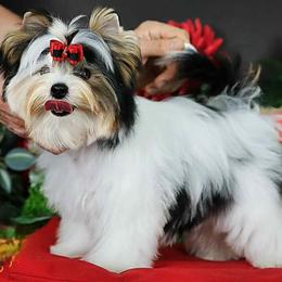 Biewer Terrier puppies from SD99Biewers