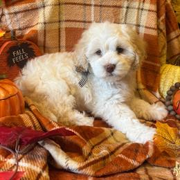 Jack - green collar - Caramel cream male Australian Labradoodle puppy in Caldwell, Idaho from Leila Pearson