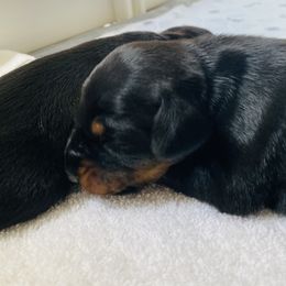 Doberman Pinscher Puppies from TeatreeDoberman