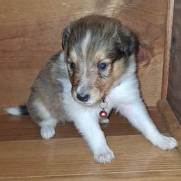 Dakota - Sable and white female Collie puppy in Montpelier, Virginia from Gun Barrel Collies