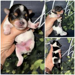 Rocky - Parti male Yorkshire Terrier puppy in Cleveland, Tennessee from Moody’s Morkies and More