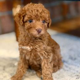 Rosie - Red  female Poodle puppy in Milton Freewater, Oregon from Blue Mountain Poodles