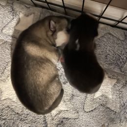 Pomsky Puppies from Stacy’s Playful Pomsky