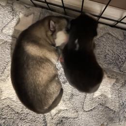 Pomsky Puppies from Stacy’s Playful Pomsky