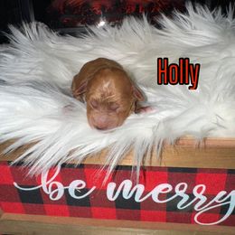 Holly - Red  female Goldendoodle puppy in Nortonville, Kentucky from Deb’s KY Doodles