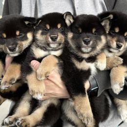 Cinnabon - Black and tan female Shiba Inu puppy in Green Bay, Wisconsin from Kokuryuu Shibas
