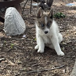 Cruz - Merle male Pomsky puppy in Doon, Iowa from Luxury Pomsky