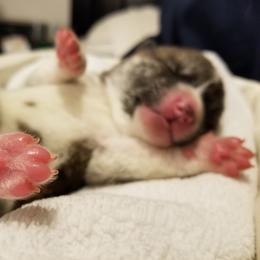 Japanese Akitainu Puppies from Four Seasons Akita (Shikisou)
