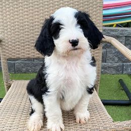 Sheepadoodle Puppies from Sunflower Family Farms