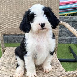 Sheepadoodle Puppies from Sunflower Family Farms