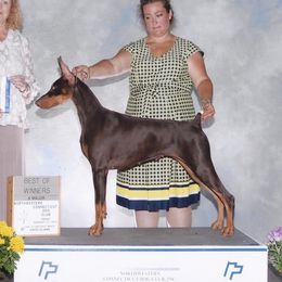 Ruby - Doberman Pinscher