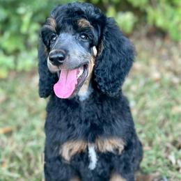 Stevie - Phantom female Poodle puppy in Travelers Rest, South Carolina from Cotton Top