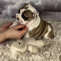Bulldog Puppies from Sweet Rolls