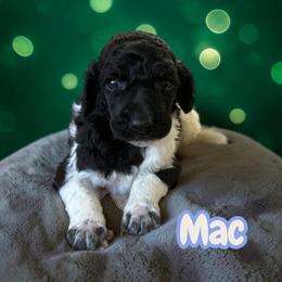 Mac - Parti male Poodle puppy in Port Orange, Florida from Daytona’s Standard Poodles