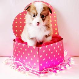 American Corgi and Pembroke Welsh Corgi Puppies from Whimsical Treasure Corgis
