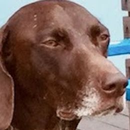 German Shorthaired Pointers from Eric's German Shorthaired Pointers