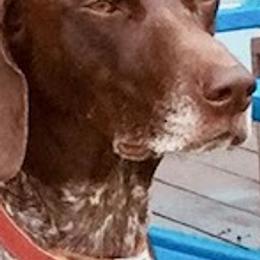 German Shorthaired Pointers from Eric's German Shorthaired Pointers