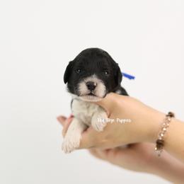 Rocket (Blue Collar Boy) - Black and white male Cavapoo puppy in Republic, Missouri from Red Skye Puppies