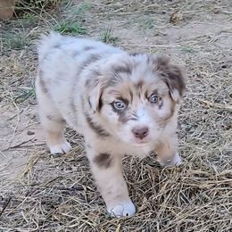 Tim McGraw - Red merle male Australian Shepherd puppy in Western Lake, Texas from MicKenna Ridge Ranch