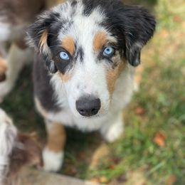 Rumor - Australian Shepherd