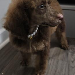 Zara - Phantom female Poodle puppy in Eastpointe, Michigan from Taste Of Flavor LLC