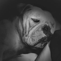 Lilo - Bulldog