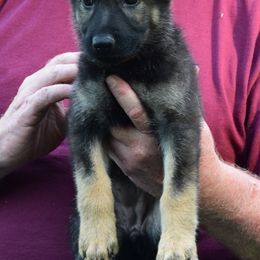 Girl 3 - Sable German Shepherd puppy in Bloomington, Indiana from Zu Treuen Händen, Working German Shepherd Dogs