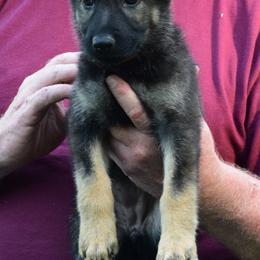 Girl 3 - Sable German Shepherd puppy in Bloomington, Indiana from Zu Treuen Händen, Working German Shepherd Dogs