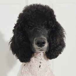Denali - Parti Poodle puppy in Philippi, West Virginia from Valley Phantom Standard Poodles