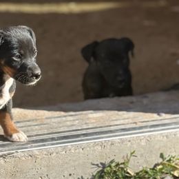 Annie Oakley - White and black female Russell Terrier puppy in Great Falls, Montana from VS Golden Fields