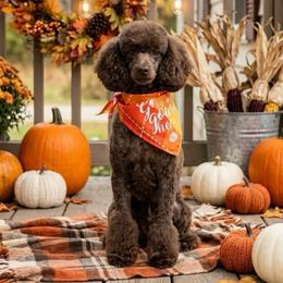 Lynx - Poodle