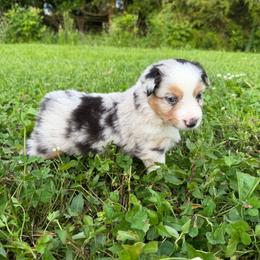 Cinch - Blue merle male Miniature American Shepherd puppy in Clinton, Missouri from Mockingbirds American Minis