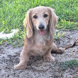 Paris - Dachshund