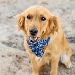 Tess - Golden Retriever