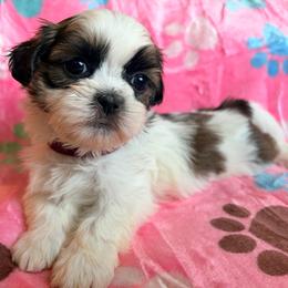 Rainbow dash - Black gold and white female Shih Tzu puppy in Hemet, California from Aloha Shih Tzu