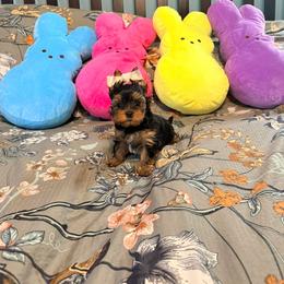 AKC Matilda - Black and gold female Yorkshire Terrier puppy in Hertford, North Carolina from Peters Pups AKC Yorkshire Terriers