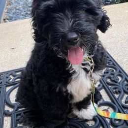 Goldendoodle Puppies from Baby Bell Doodles