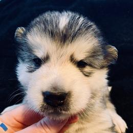 Biscotti - Gray and white male Alaskan Malamute puppy in Palmyra, Michigan from Illusion Kennel